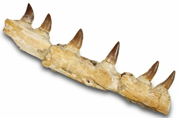 Mosasaur (Prognathodon) Jaw with Six Teeth - Morocco #259675